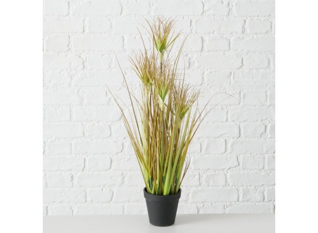 Græs H60cm Onion