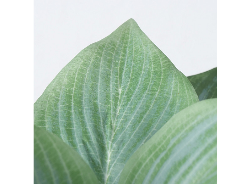 Plante Grøn Lysegrøn