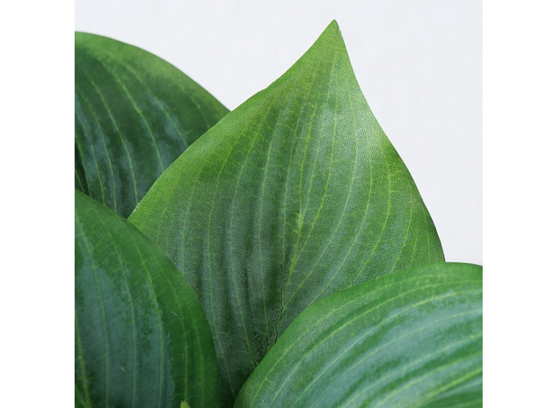 Plante Grøn Mørkegrøn