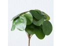 Pilea plante H25cm