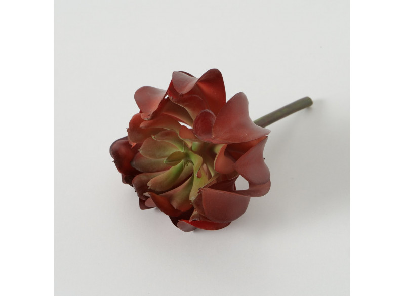 Succulent rød-grøn