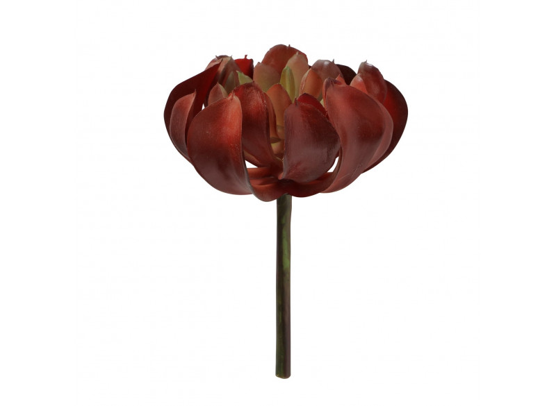 Succulent rød-grøn