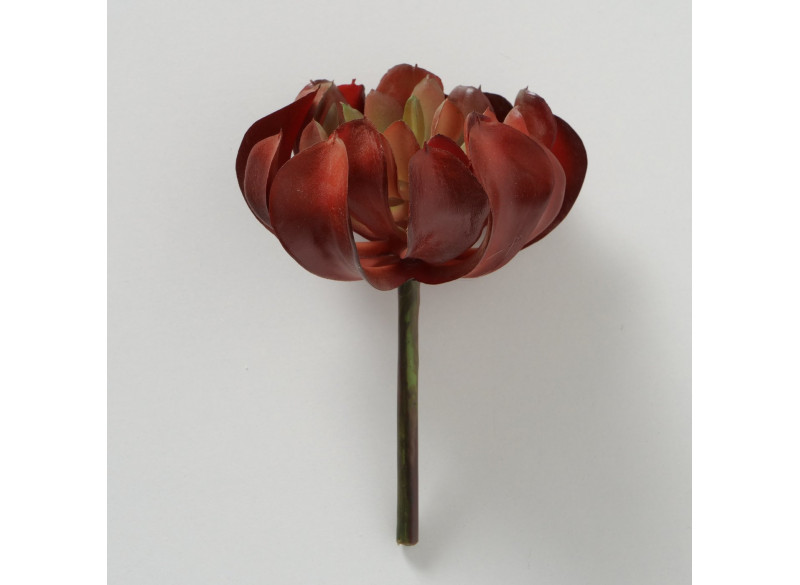 Succulent rød-grøn