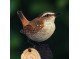 DecoBird Wren